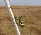 IMG 7965