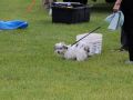 IMG 0688  Large 