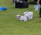 IMG 0688  Large 